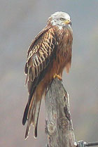 Birding in Extremadura, Spain - Red Kite © John Muddeman